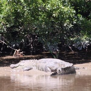 Meet your Posher, Jaley